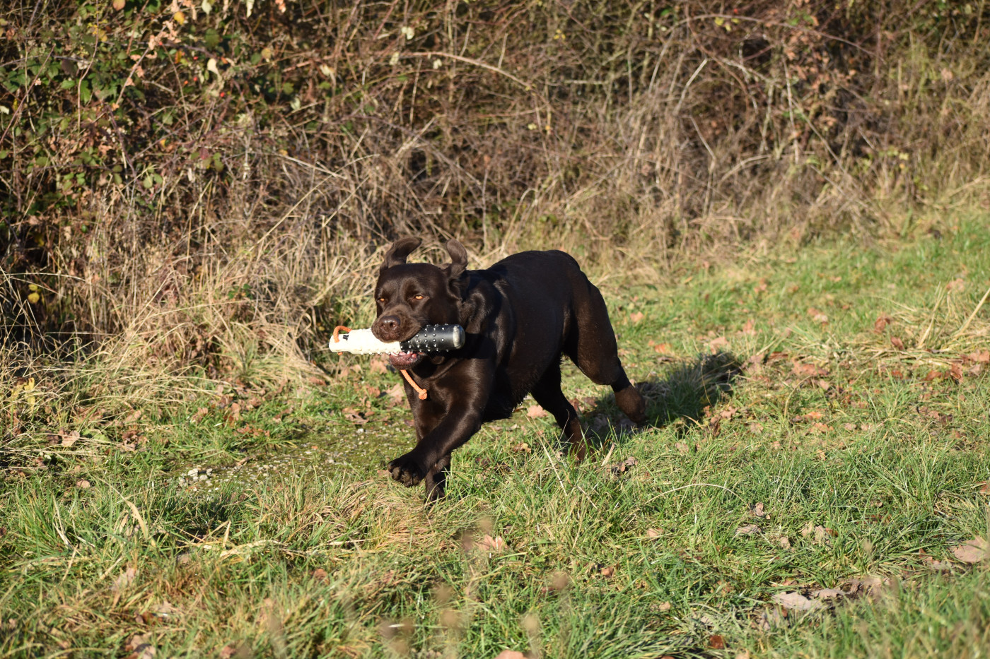 Publication : Du Domaine Des Contes Auteur : Hetzel Stella