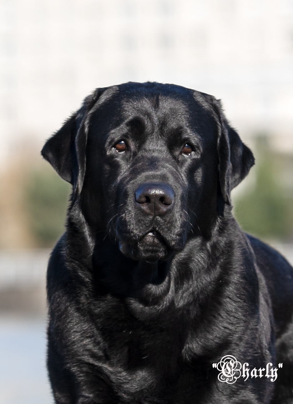 Publication : Du Domaine Des Contes Auteur : Stella HETZEL