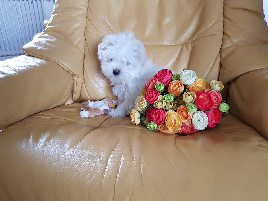 BISCUIT - Bichon maltais