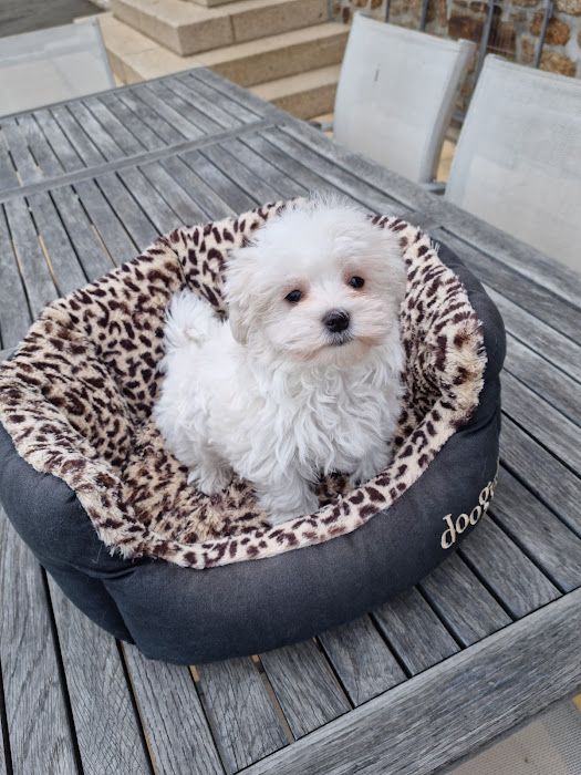 CHIOT 2 - Bichon maltais