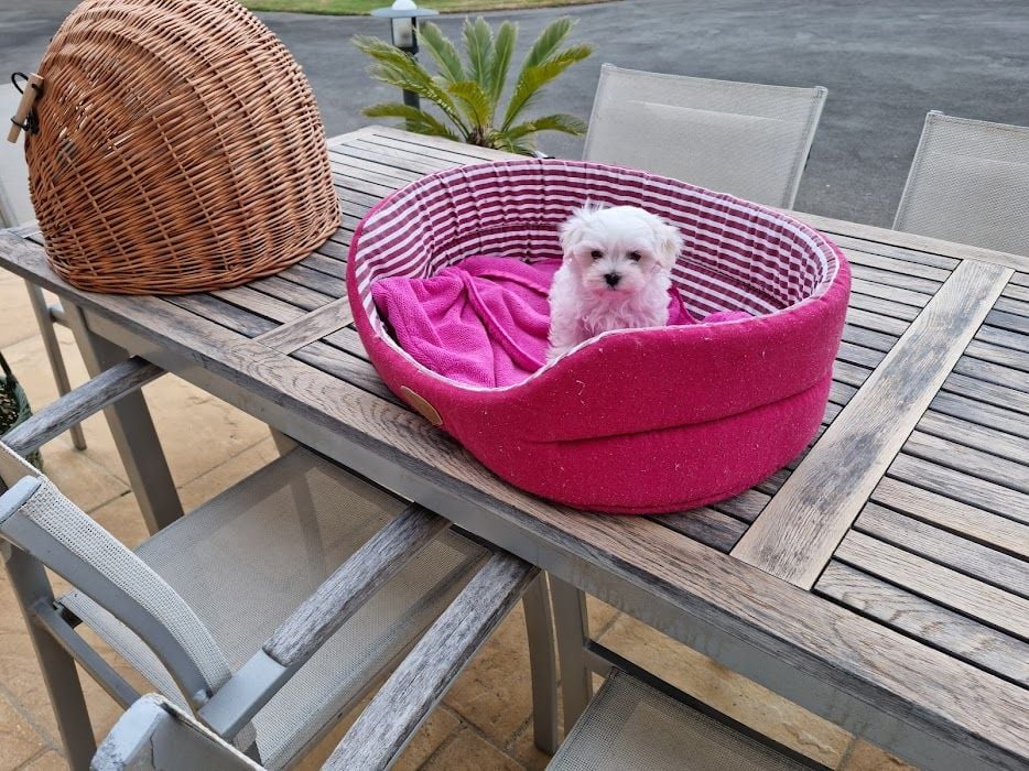 CHIOT 3 - Bichon maltais