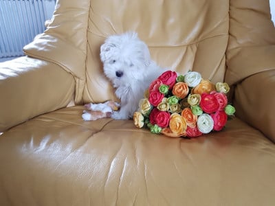 Les chiots de Bichon maltais