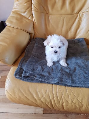 Bichon maltais