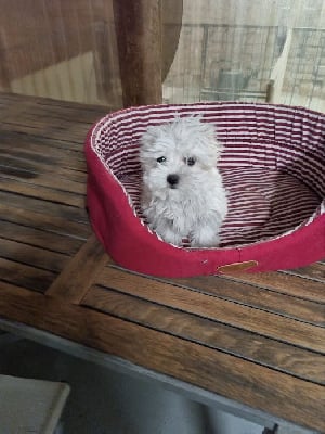 Les chiots de Bichon maltais