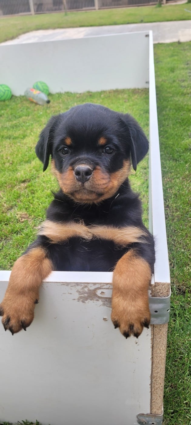 Chiot N°1 - Rottweiler