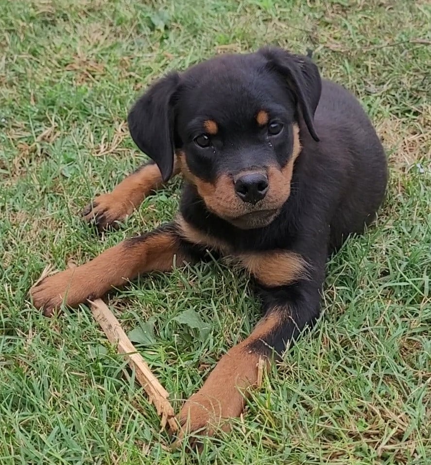 BELLA - Rottweiler