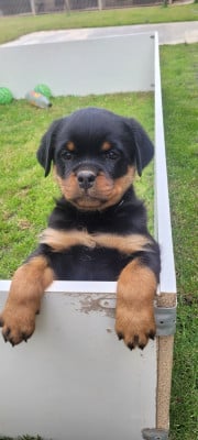 Les chiots de Rottweiler