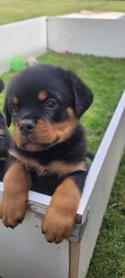 Les chiots de Rottweiler
