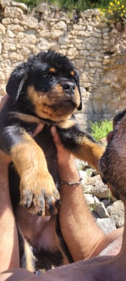 Les chiots de Rottweiler