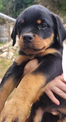 Les chiots de Rottweiler