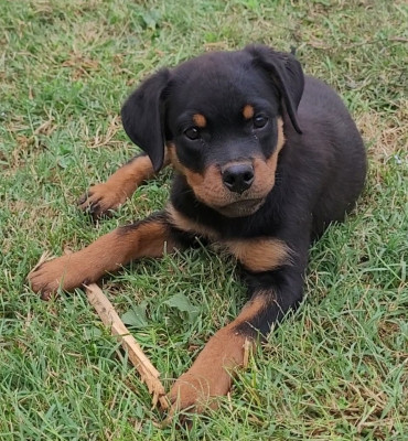 Les chiots de Rottweiler