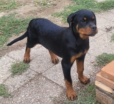 Les chiots de Rottweiler