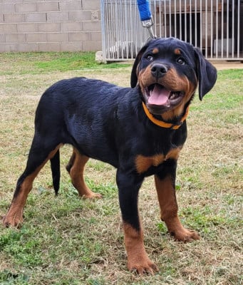 Les chiots de Rottweiler