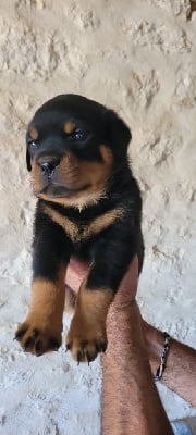 Les chiots de Rottweiler