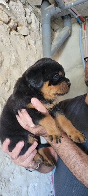 Les chiots de Rottweiler