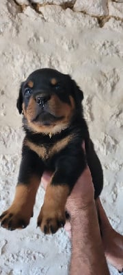 Les chiots de Rottweiler