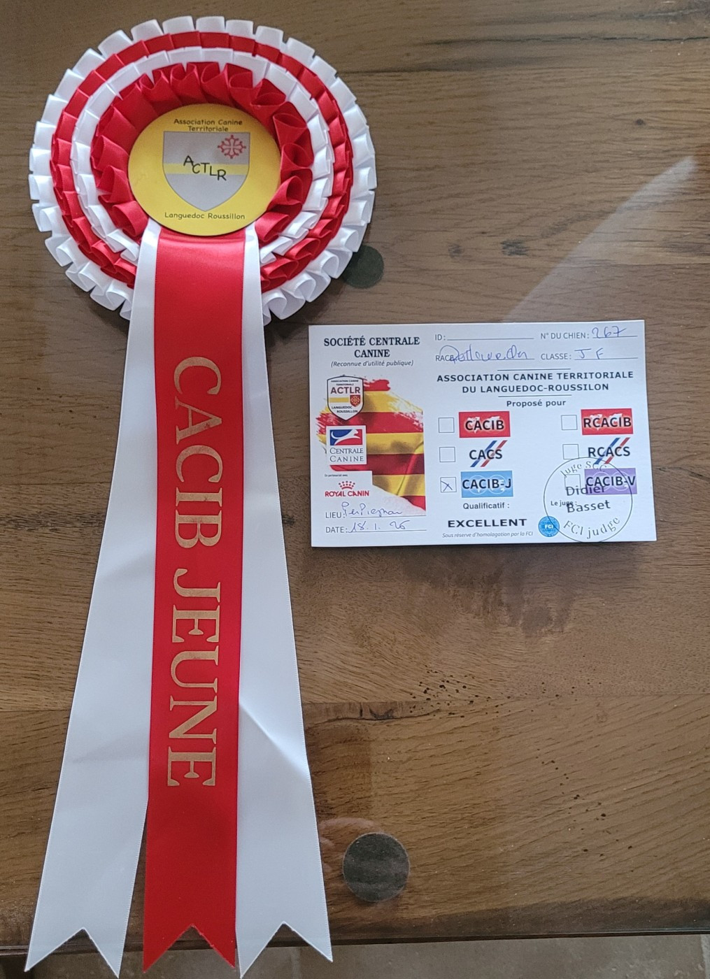 Vega Des Princes De Calvignac - 1er excellent classe jeune femelle, CACIB J