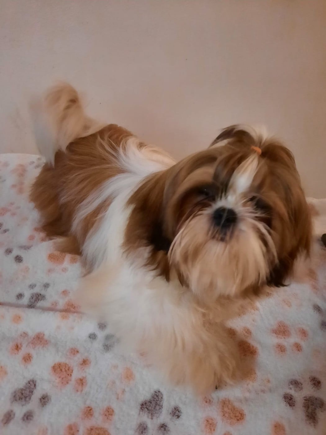 Roxane Du Domaine Du Jardin Des Roses