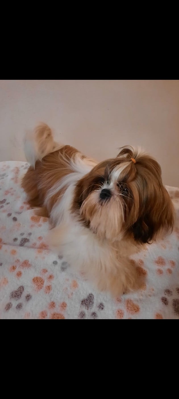 Roxane Du Domaine Du Jardin Des Roses