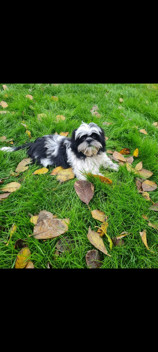 Shih Tzu - Du Domaine Du Jardin Des Roses