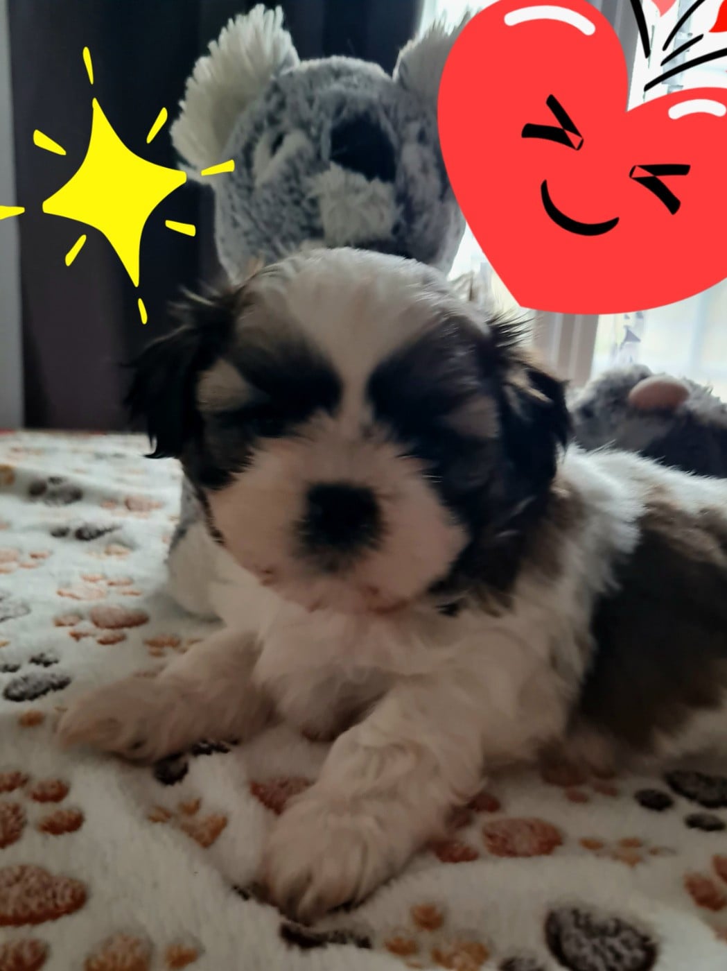 Shih Tzu - Du Domaine Du Jardin Des Roses