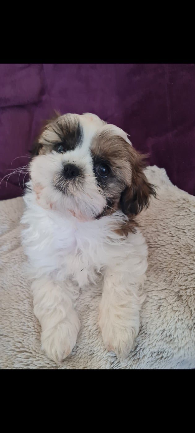 Shih Tzu - Du Domaine Du Jardin Des Roses