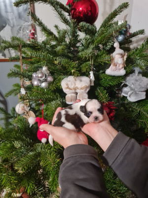 Les chiots de Shih Tzu