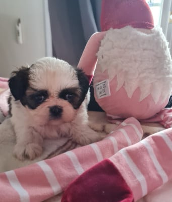 Les chiots de Shih Tzu