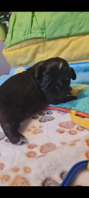 Les chiots de Shih Tzu