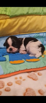 Les chiots de Shih Tzu