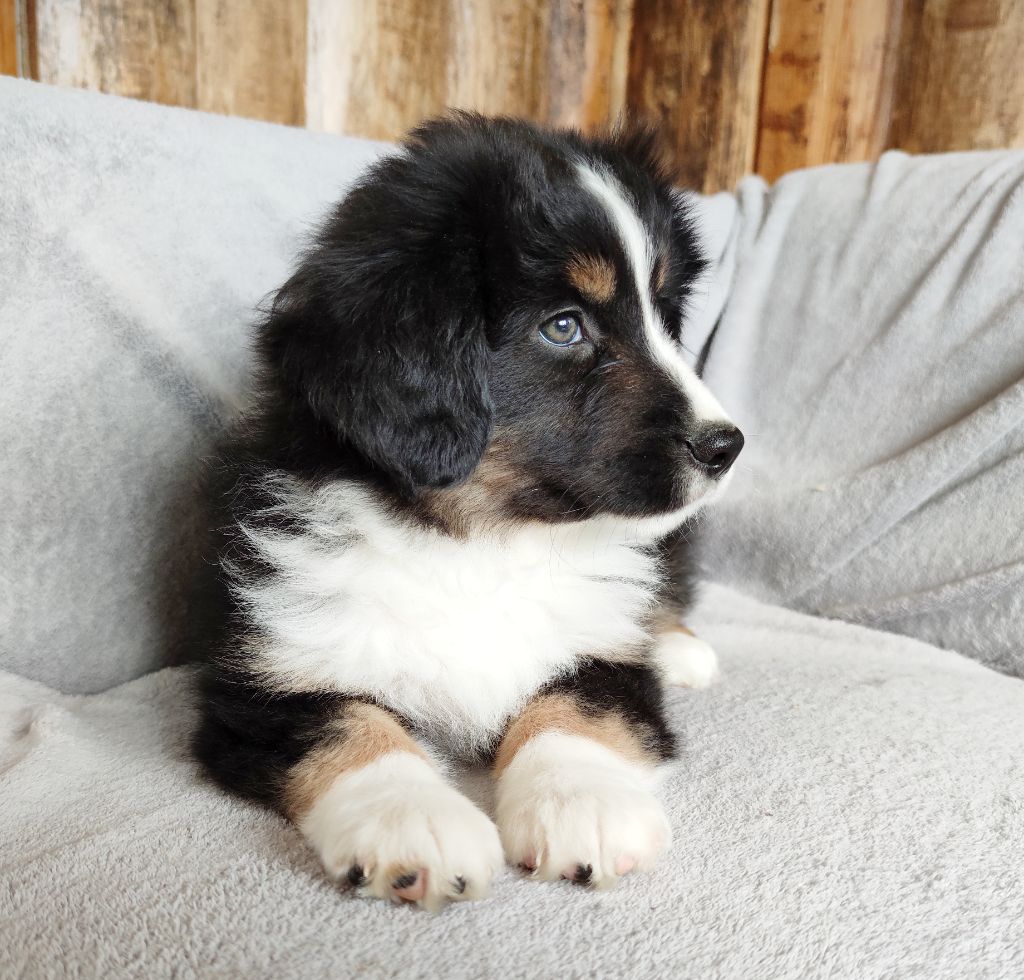 Shine a light for hope Des Merveilles d’Ilona