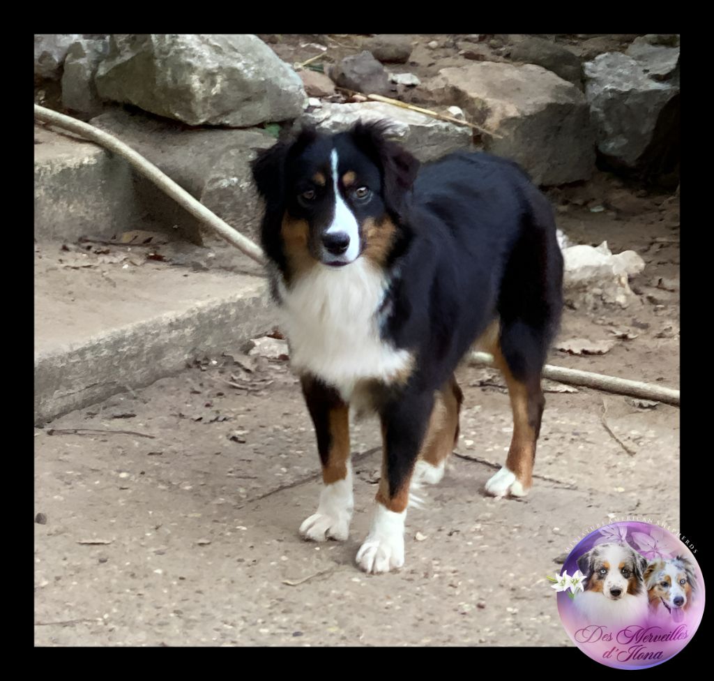 Shine a light for hope Des Merveilles d’Ilona