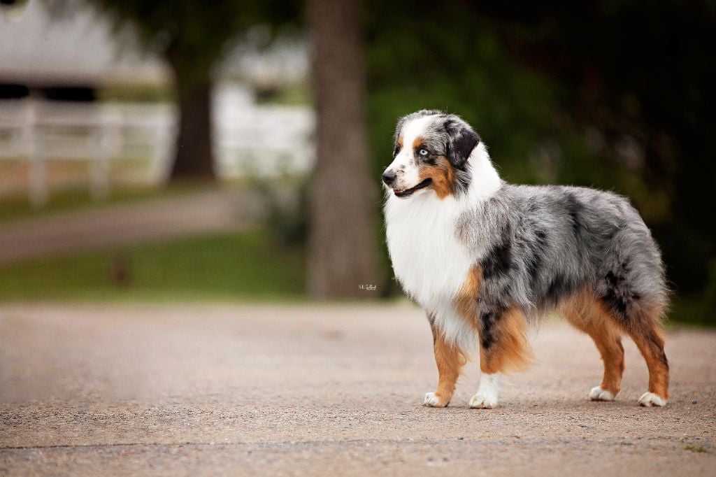 CH. peaceful acres & gordon views Having a record year