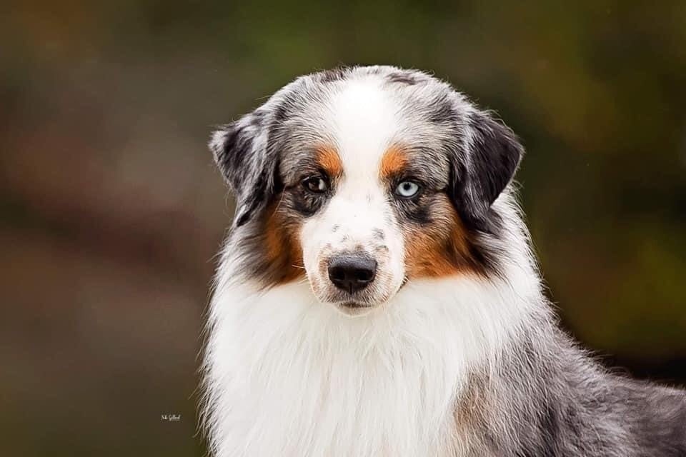 CH. peaceful acres & gordon views Having a record year