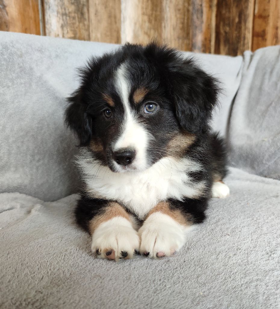 Shine a light for hope Des Merveilles d’Ilona