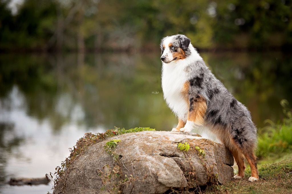 CH. peaceful acres & gordon views Having a record year