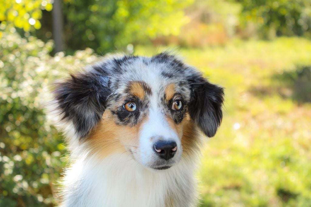 Athena Des Merveilles d’Ilona