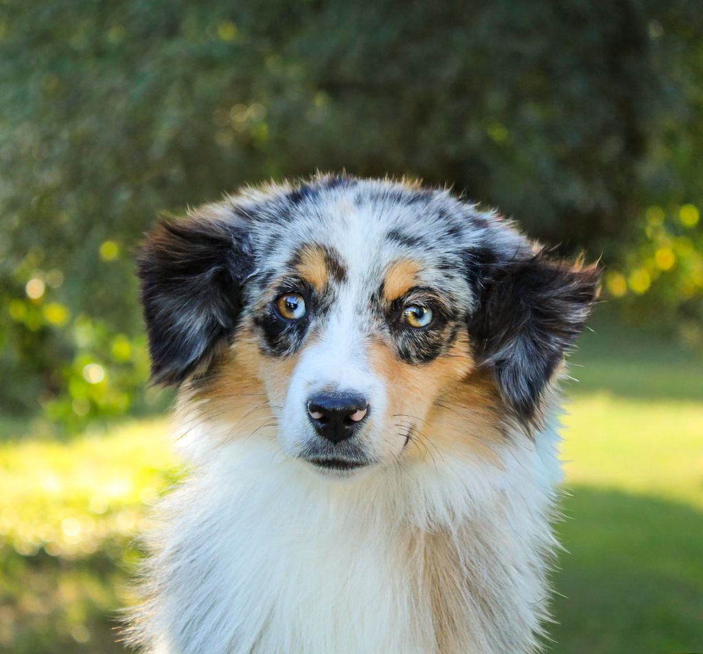 Athena Des Merveilles d’Ilona