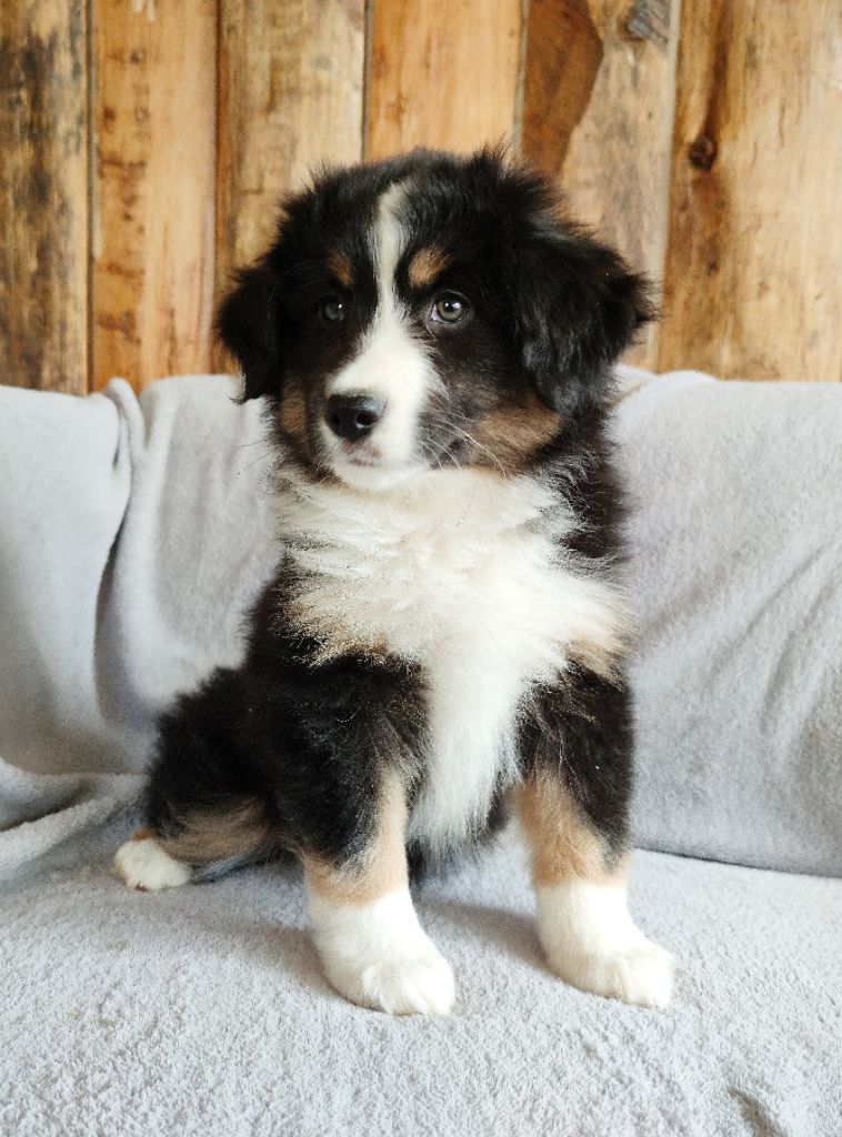 Shine a light for hope Des Merveilles d’Ilona