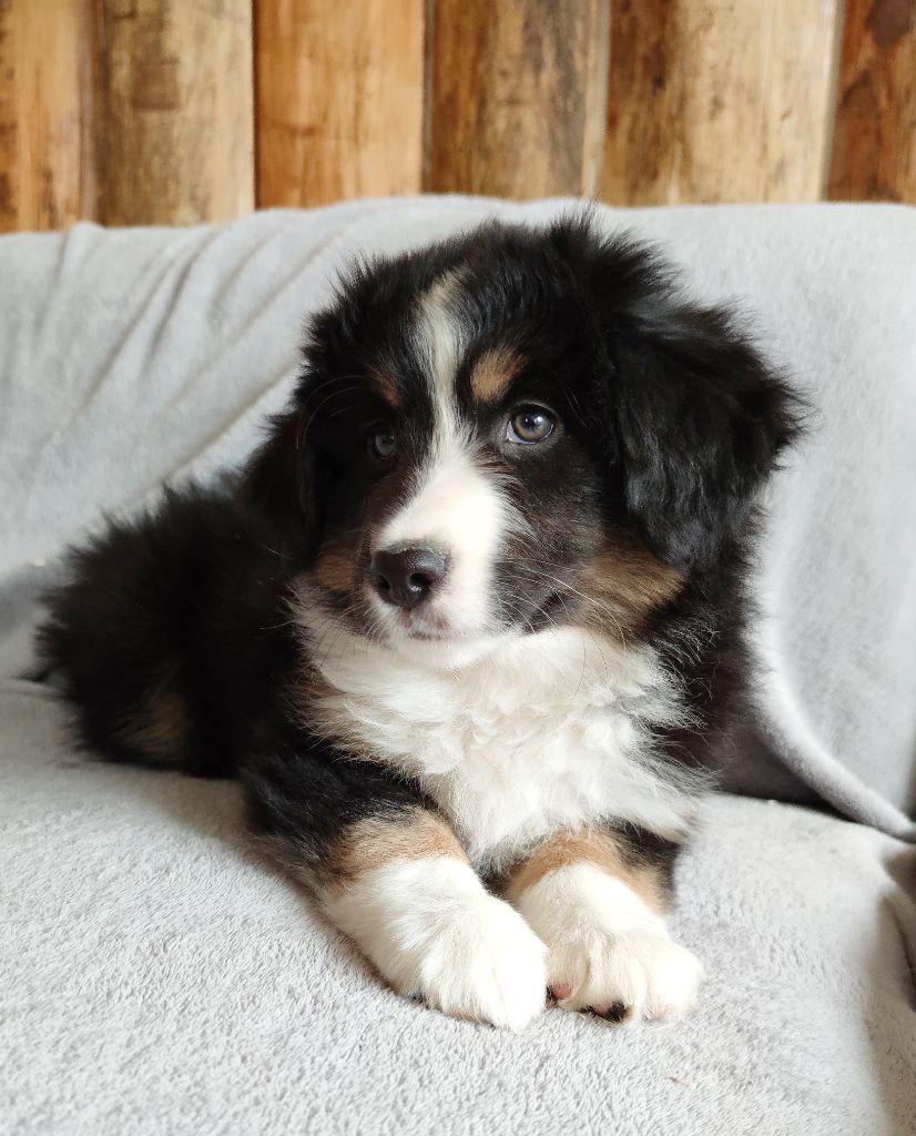 Shine a light for hope Des Merveilles d’Ilona