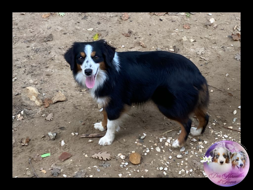 Summer love Des Merveilles d’Ilona