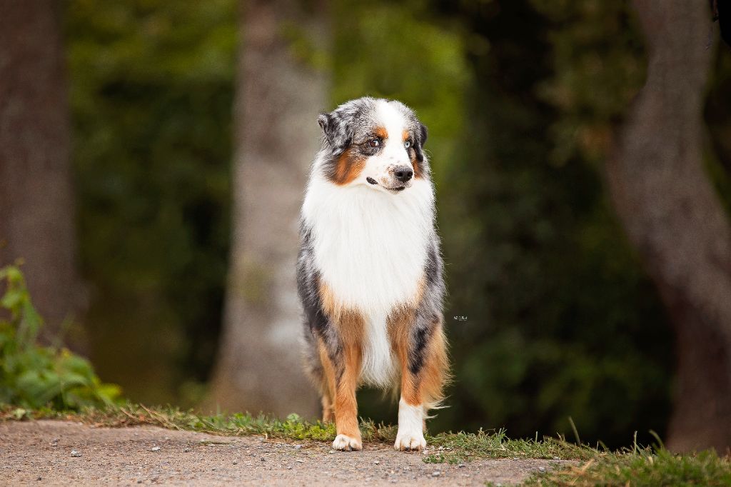 CH. peaceful acres & gordon views Having a record year