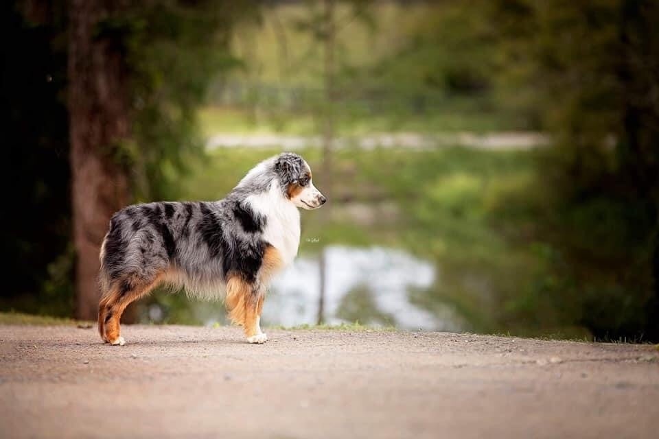 CH. peaceful acres & gordon views Having a record year