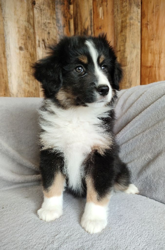 Shine a light for hope Des Merveilles d’Ilona