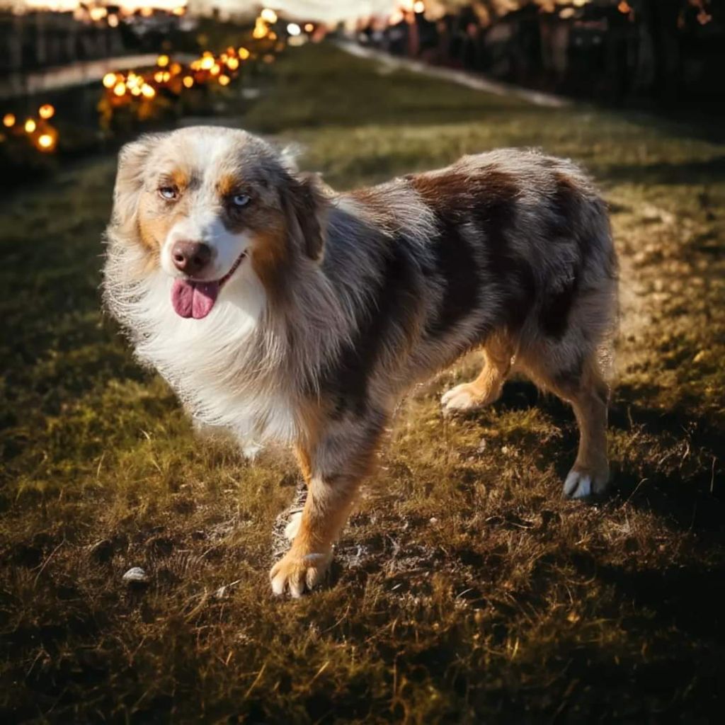 Publication : Of Little Blue Stars