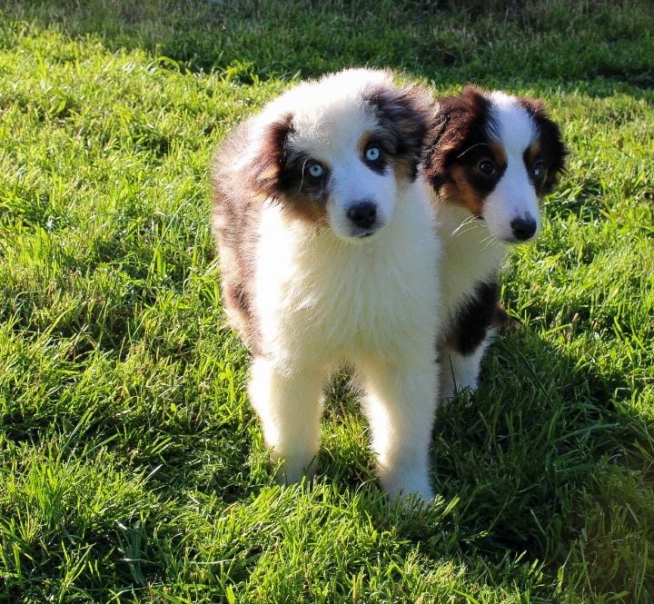 Publication : Des Merveilles d’Ilona