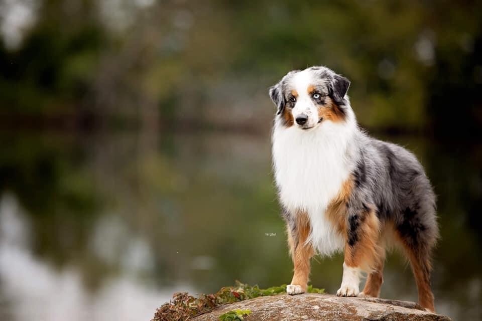 CH. peaceful acres & gordon views Having a record year