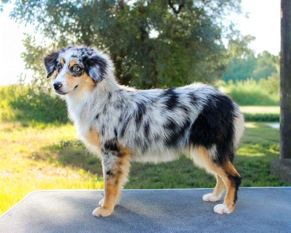 Athena Des Merveilles d’Ilona