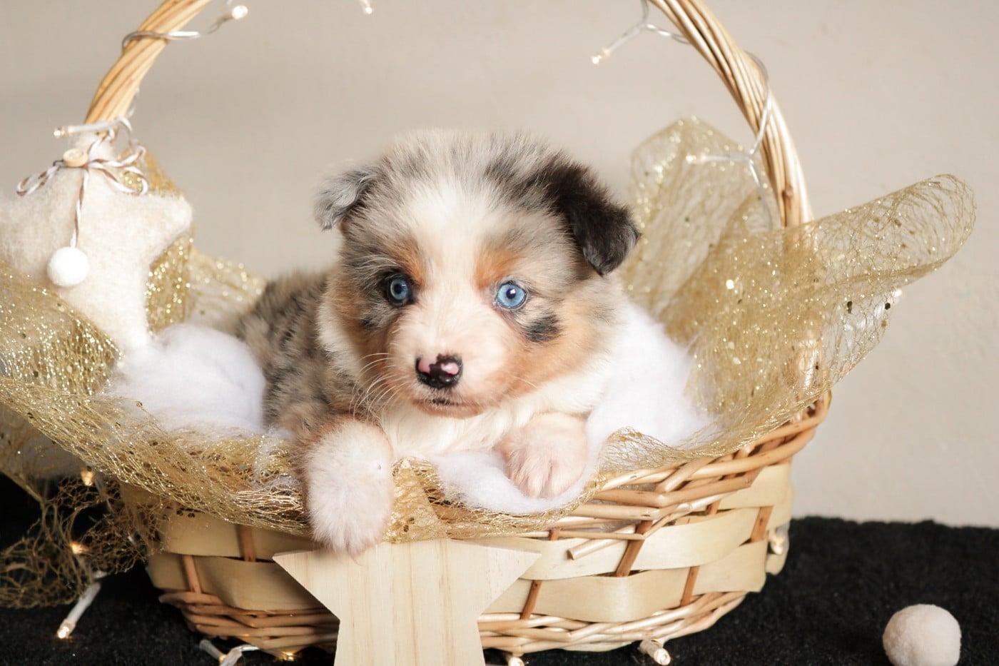 Berger Américain Miniature  - Des Merveilles d’Ilona