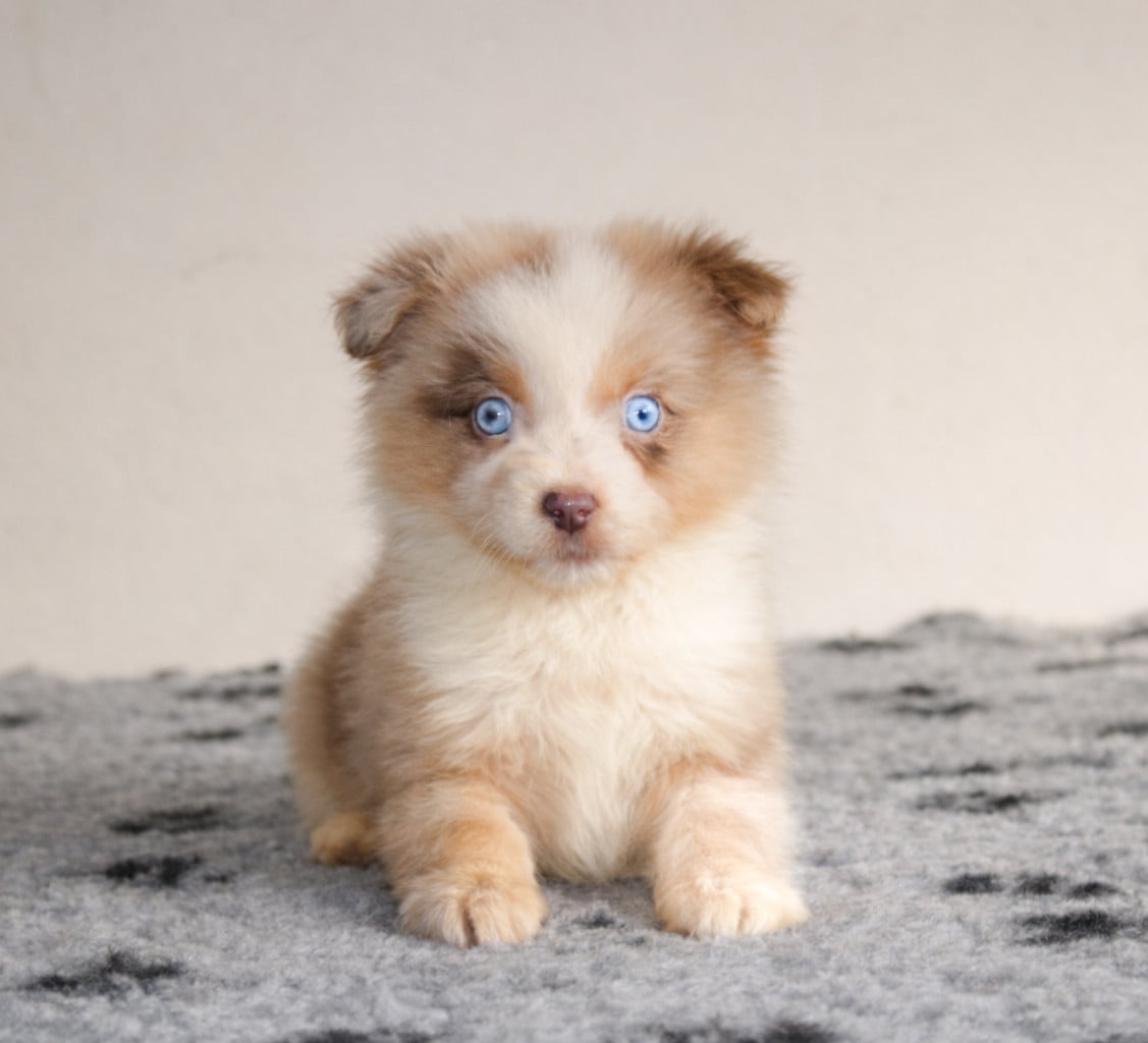 Berger Américain Miniature  - Des Merveilles d’Ilona